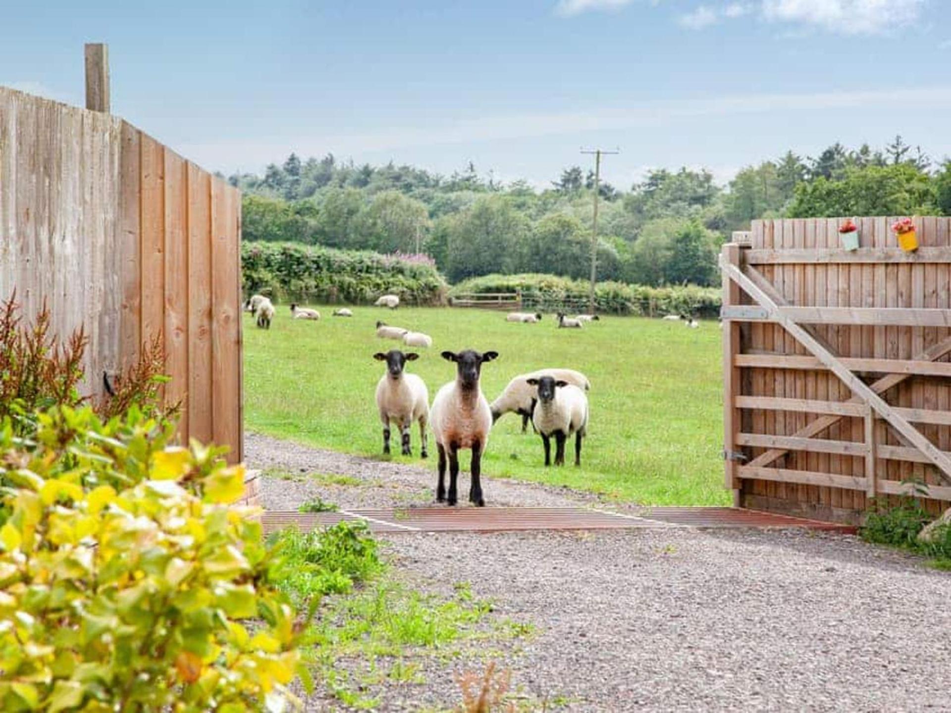 Cosy Cottage In The Blackdown Hills Devon هونيتون المظهر الخارجي الصورة